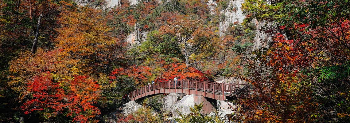 Sonbahar Gezginleri İçin Eşsiz Bir Rota: Güney Kore!